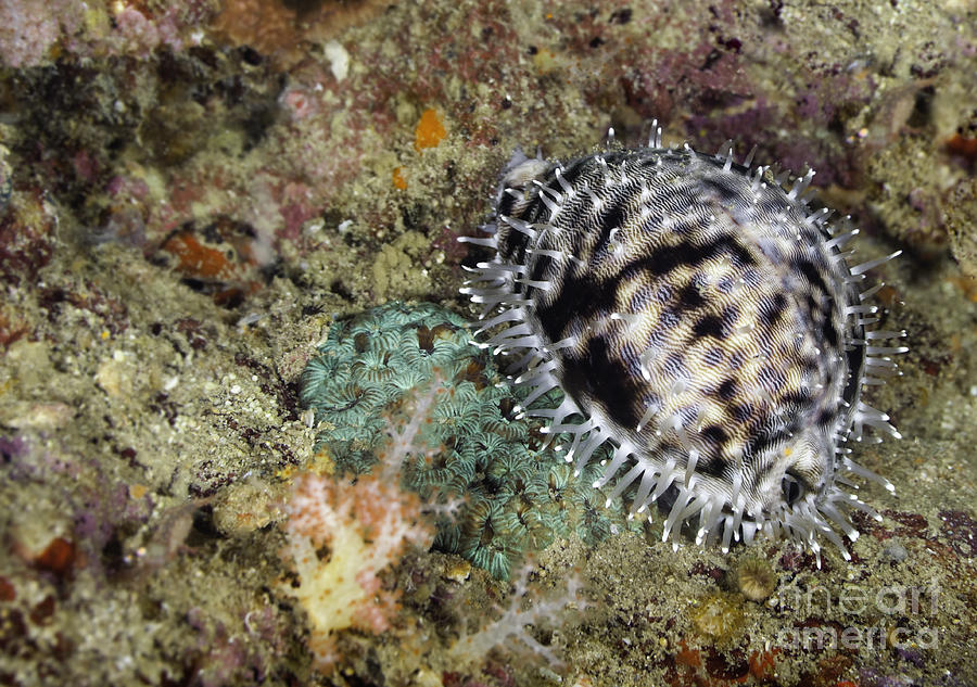 Tiger Cowrie Snail Photograph by Anthony Totah