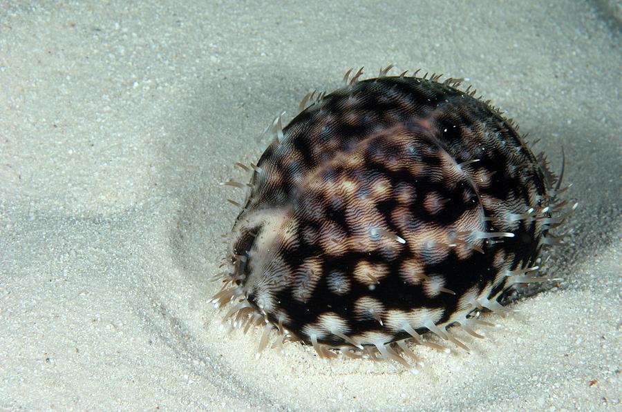 Tiger Cowry by Scubazoo/science Photo Library