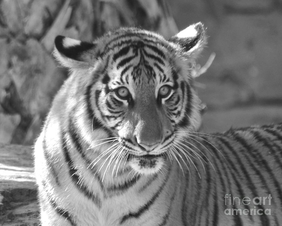 Tiger Cub Photograph by Carol  Bradley