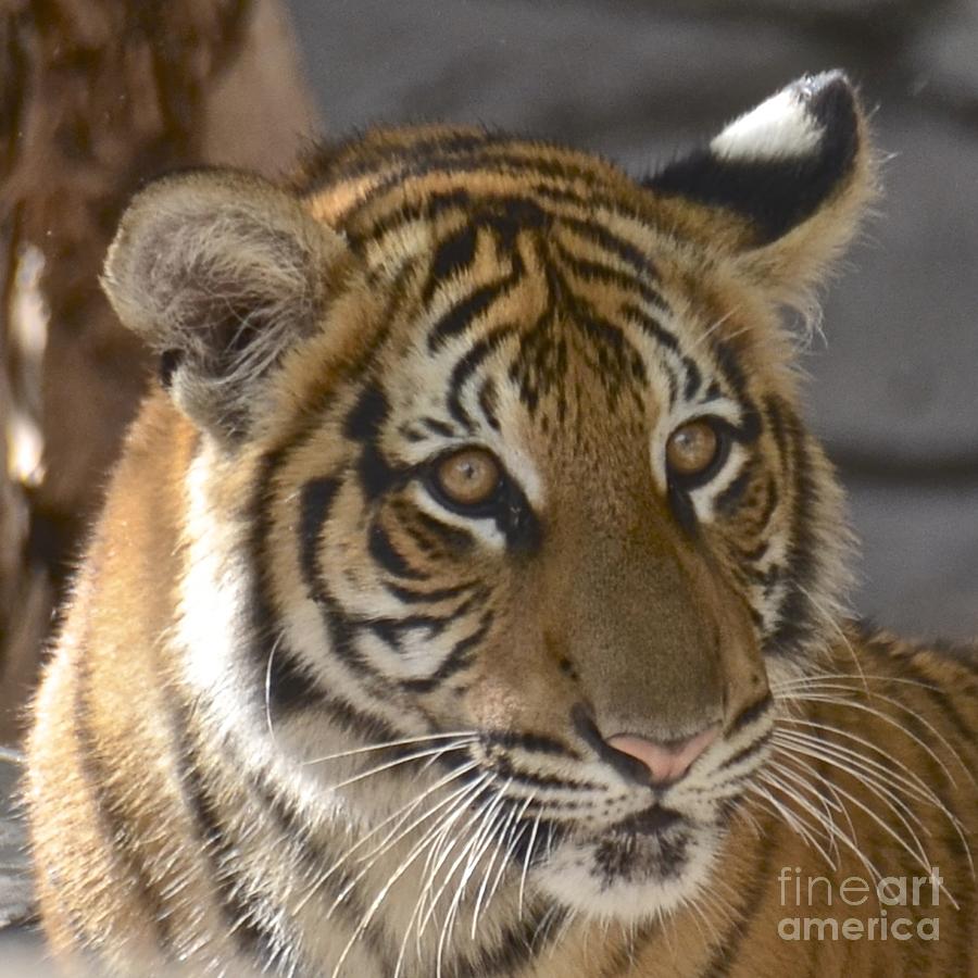 Tiger Cub II Photograph by Carol  Bradley