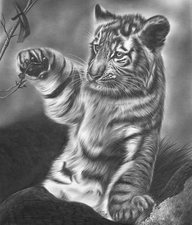 Tiger Cub Drawing