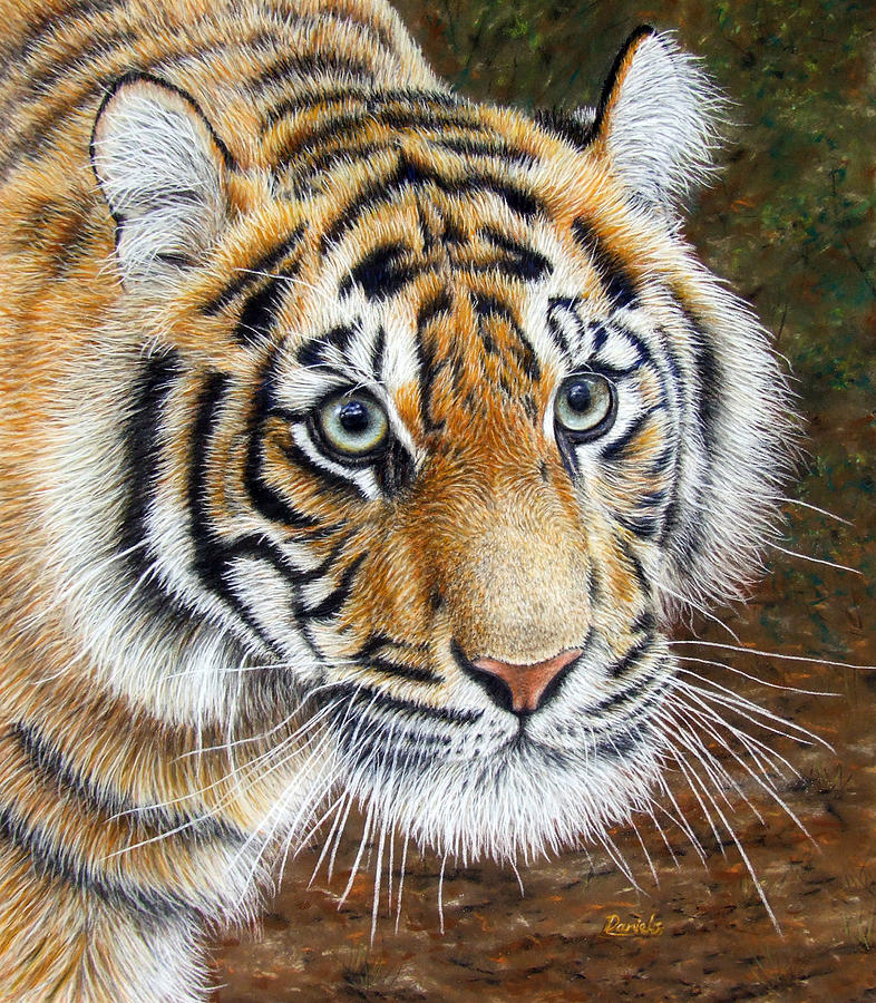 Tiger cub Painting by Phil Daniels - Fine Art America