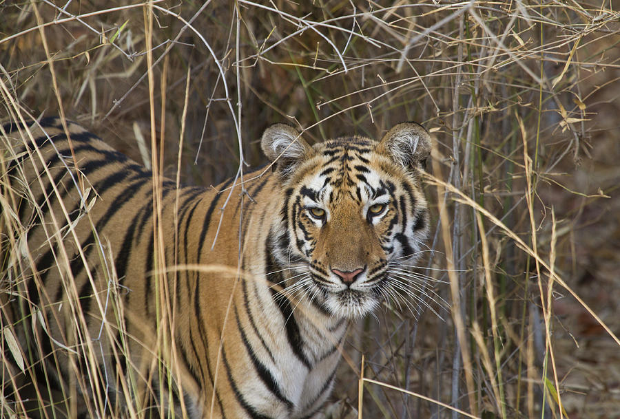 Tiger Cub Photograph by *swatikulkarni*