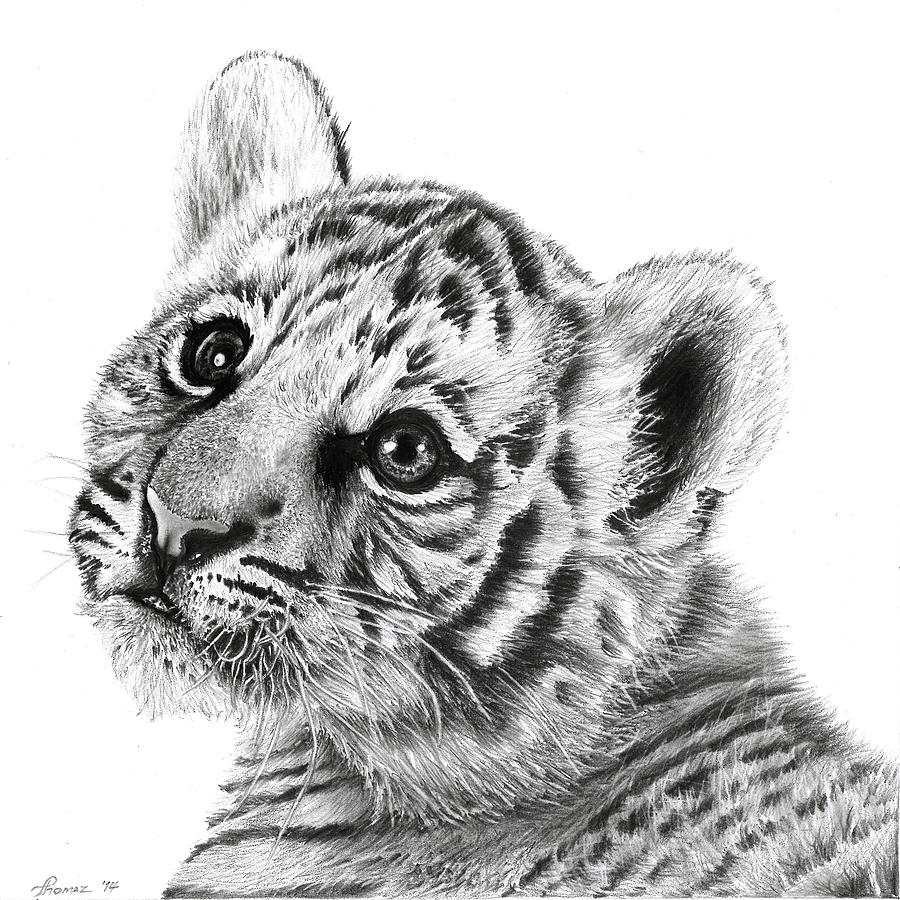 White Tiger Cubs Drawing
