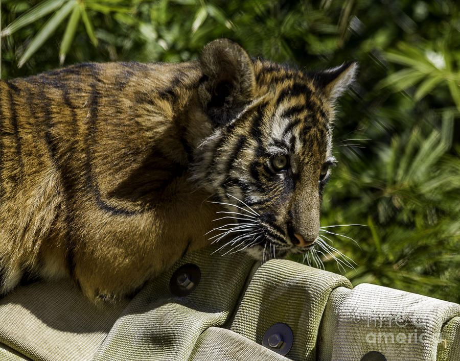 Tiger Cub Two Photograph by Ken Frischkorn