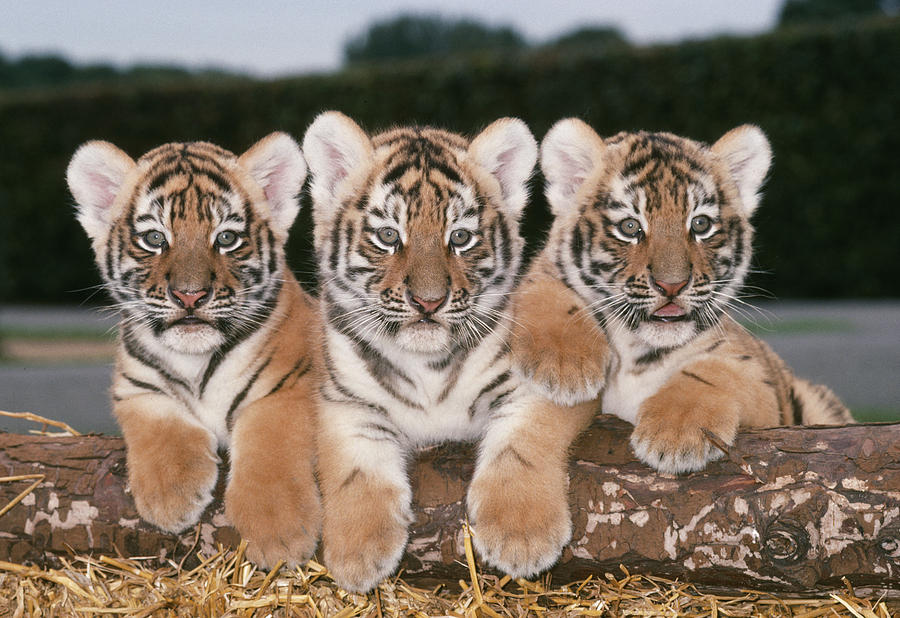 Tiger Cubs Photograph by John Daniels