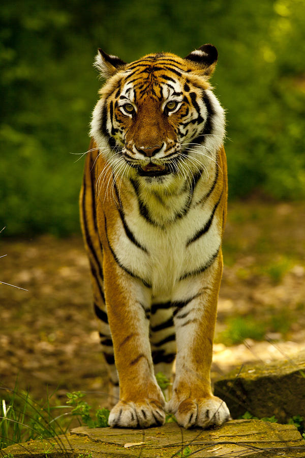 Tiger Photograph by Danny Guthrie | Pixels