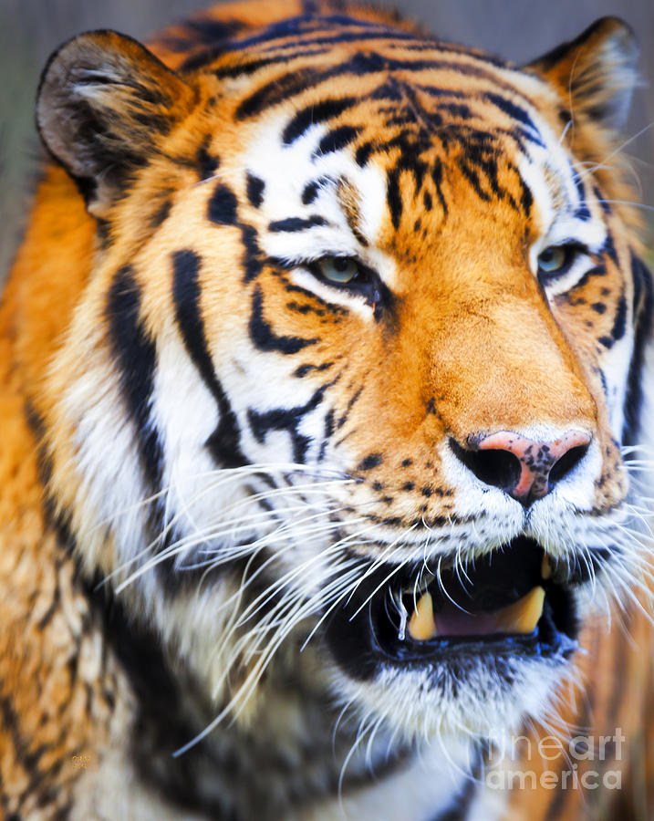 Tiger Photograph by David Millenheft
