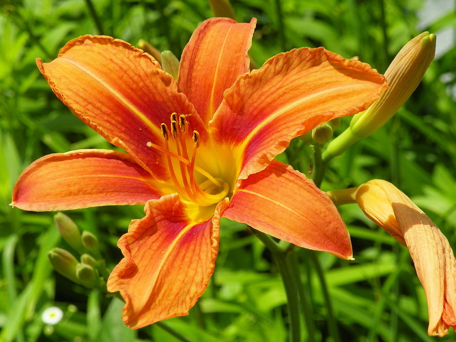 Tiger Daylily Photograph by Gene Cyr | Fine Art America