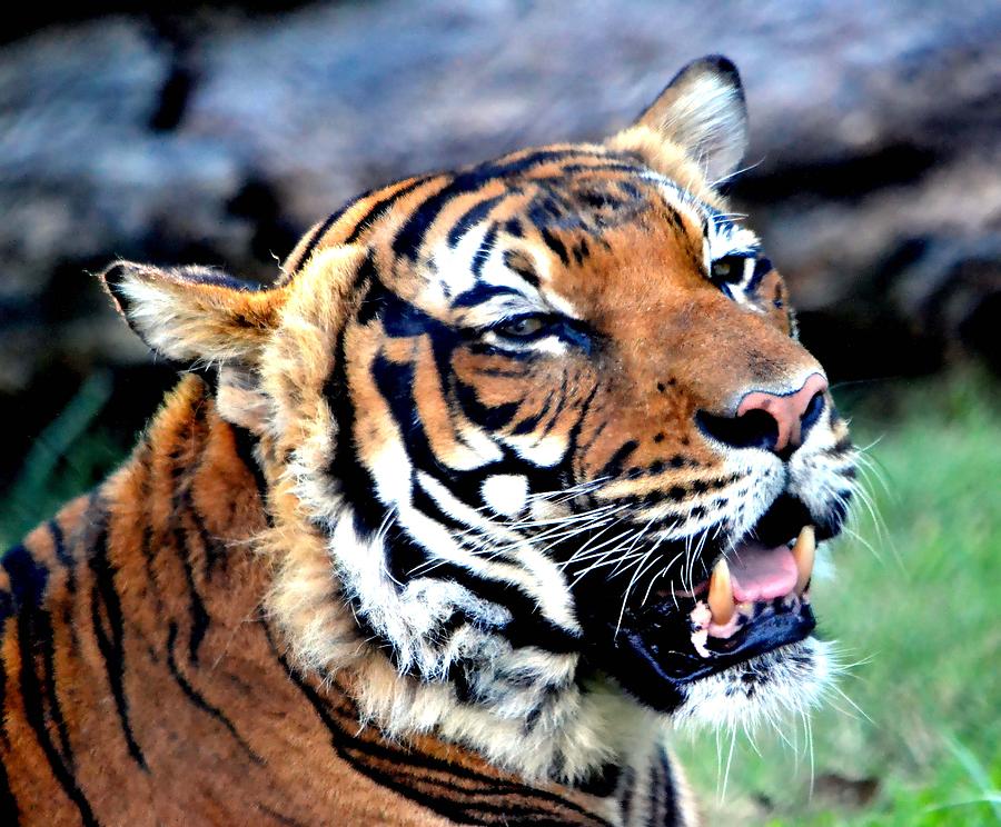 Tiger Photograph by Deena Stoddard