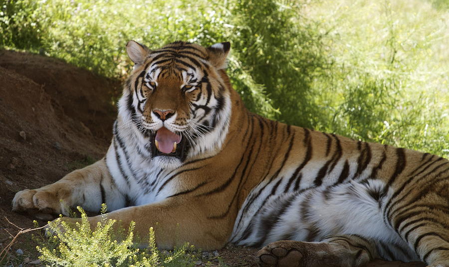 Tiger Photograph by Denise Hillman - Fine Art America