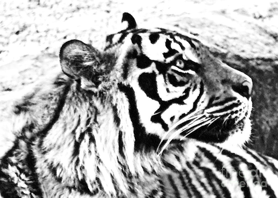 Tiger Digital Pencil Effect  Digital Art by Mindy Bench