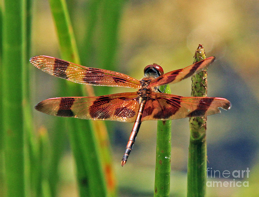 Tiger Dragonfly Photograph by Larry Nieland