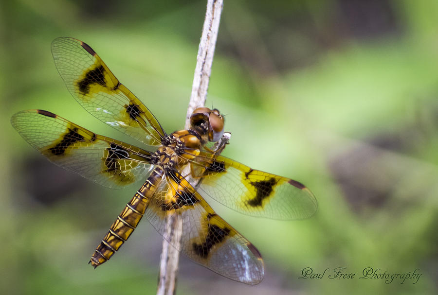 Wildlife Photograph - Tiger Dragonfly by Paul Frese