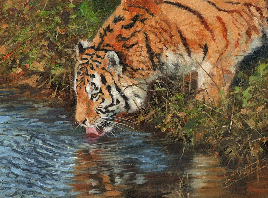 Tiger Drinking Painting by David Stribbling