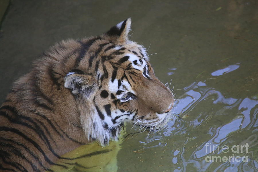 Tiger Photograph - Water Tiger by Dwight Cook