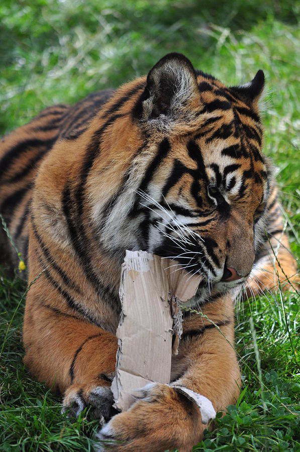 Tiger Eating Cardboard Photograph by Sandra White