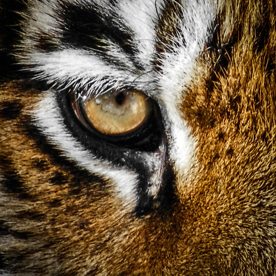 Tiger Eye Photograph by Ernest Echols