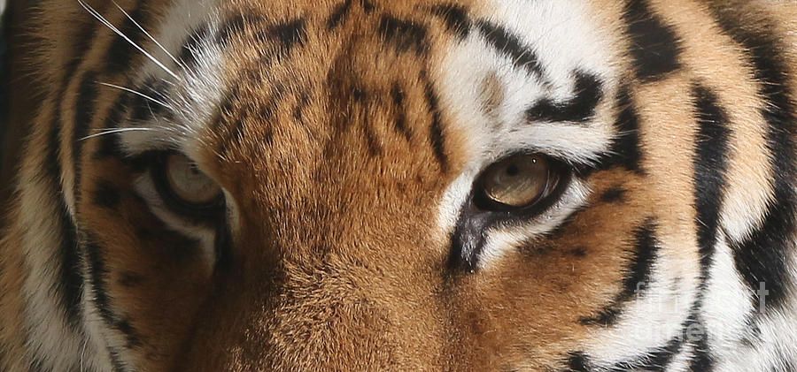 Tiger Eyes Photograph by Anita Oakley