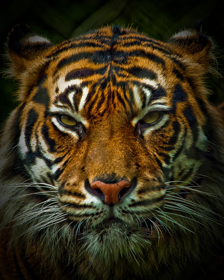 Wildlife Photograph - Tiger Eyes by Elaine Snyder