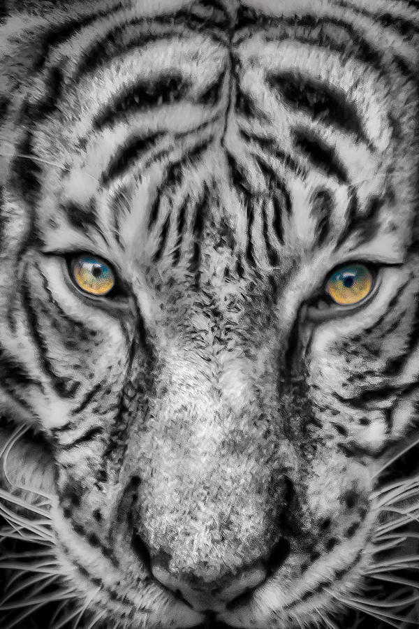 Tiger Eyes Photograph by James Woody