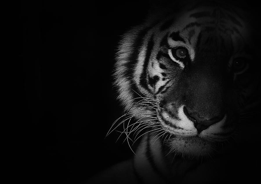 Tiger Photograph - Tiger Eyes by Martin Newman