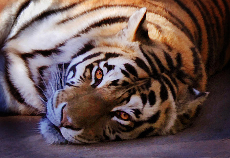 Siberian Tiger Photograph - Tiger Eyes by Melinda Hughes-Berland