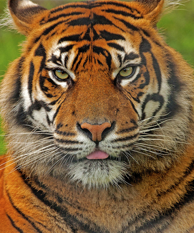 Tiger eyes Photograph by Paul Scoullar