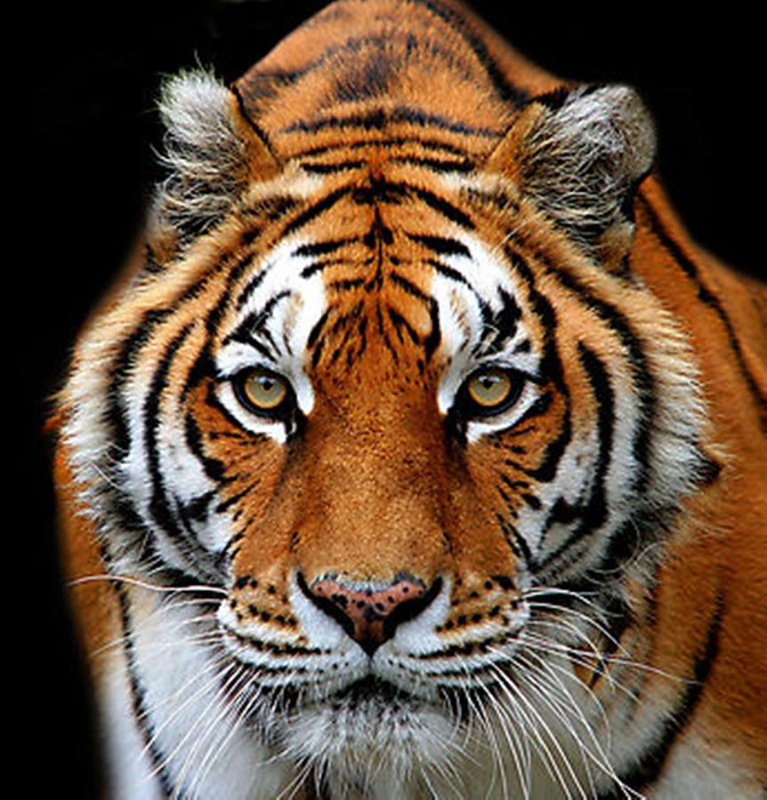 Wildlife Pastel - Tiger Eyes  by Sandra Sengstock-Miller