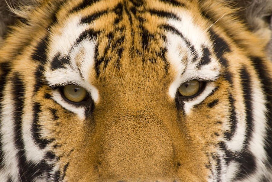 Tiger Eyes Photograph by Steve Gettle