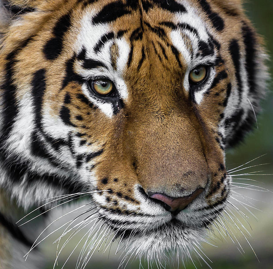bengal tiger eye close up