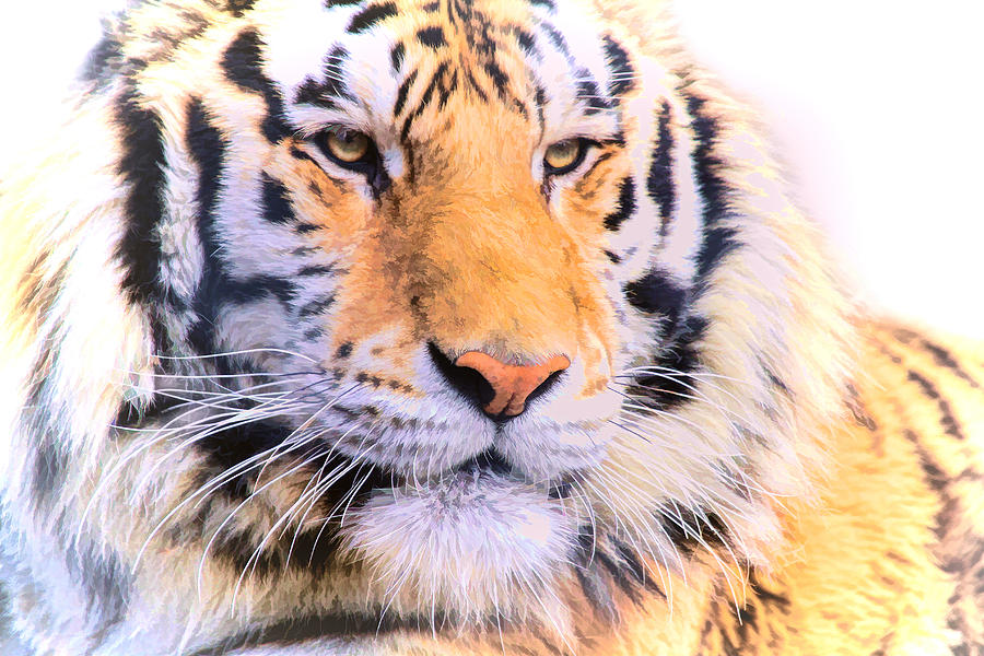 Tiger Face Photograph by Athena Mckinzie