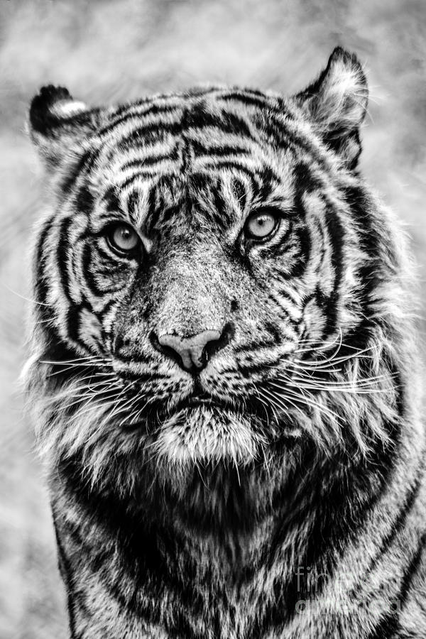 black and white photography tiger 8x10