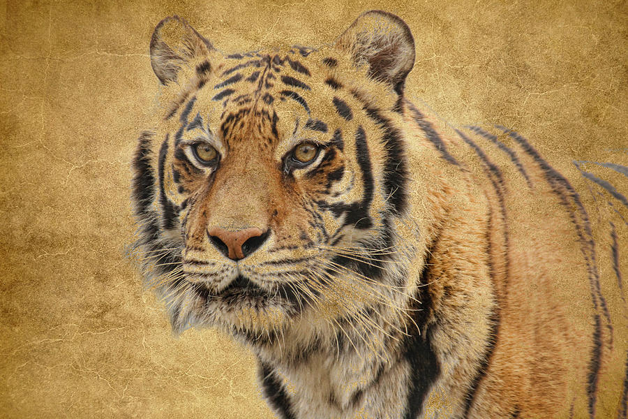 Tiger Fade Photograph by Steve McKinzie
