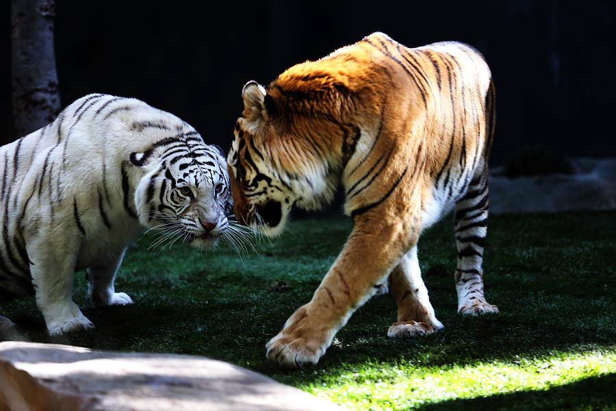Tiger Fight Photograph by Kim French