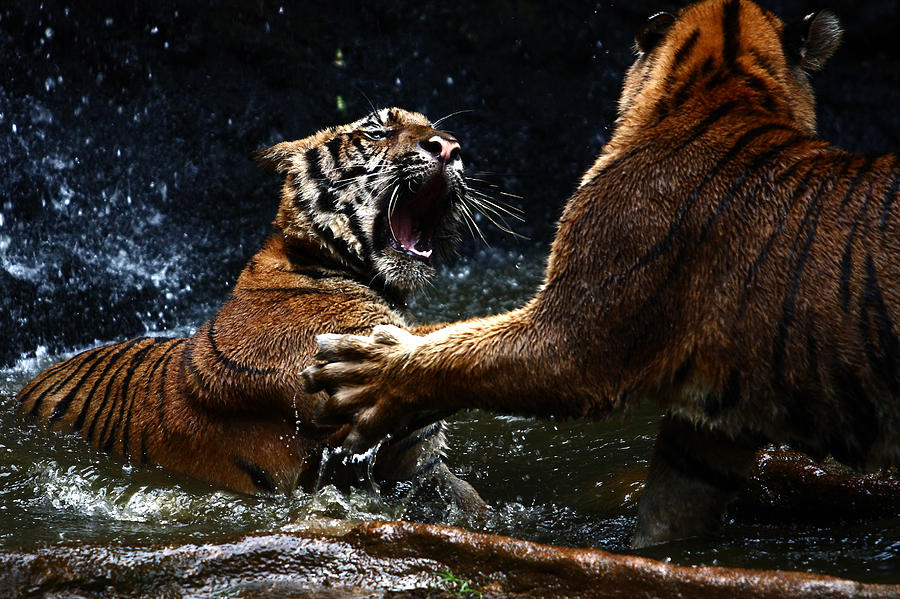 Tiger fight Photograph by Photo by Piyaphon Phemtaweepon