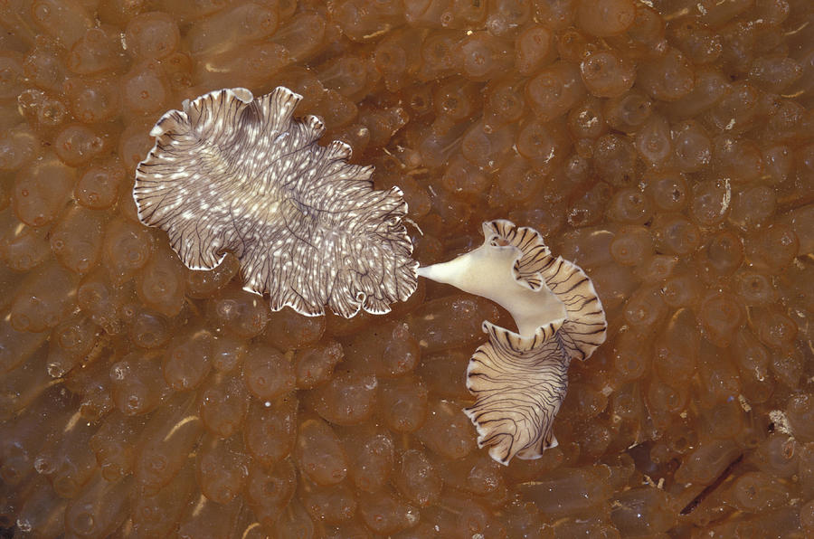 Tiger Flatworm Copulation Photograph by Newman & Flowers | Fine Art America