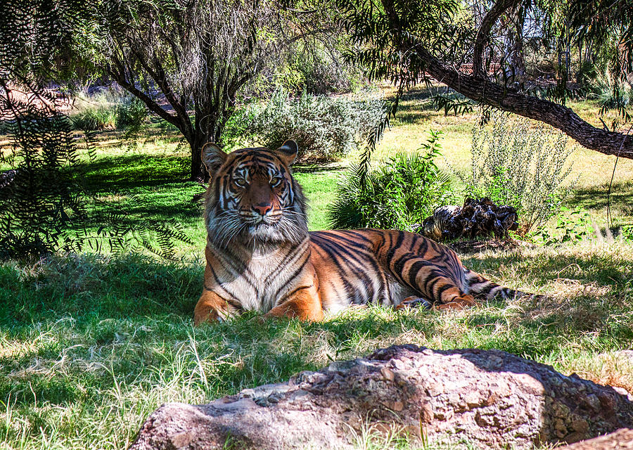 Tiger Photograph by Fred Larson