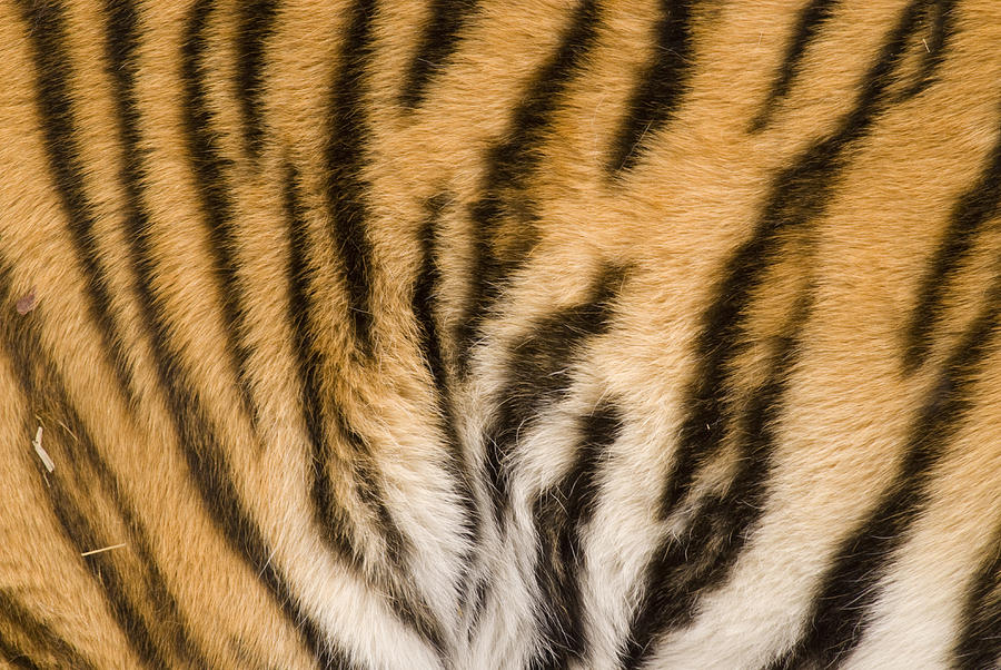 Tiger Fur Photograph by Steve Gettle