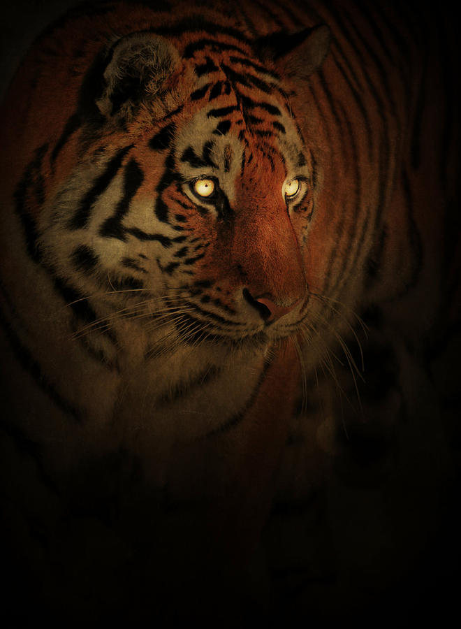 Tiger Glow Photograph by Emily Stauring