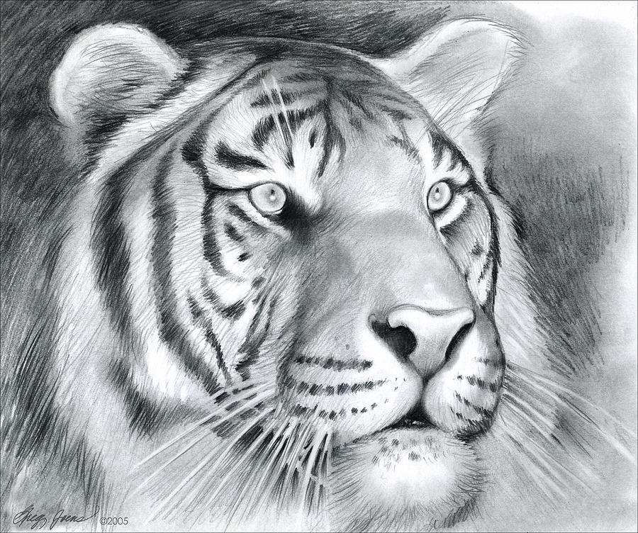 Tiger Drawing