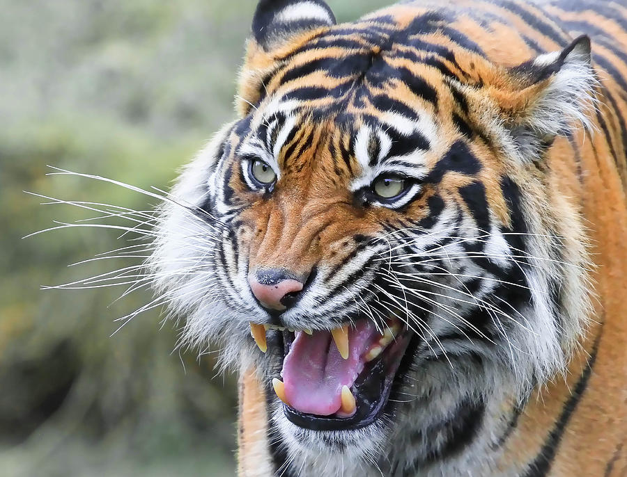 Tiger Growl Photograph by Athena Mckinzie