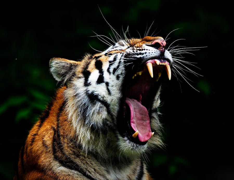 tiger growl