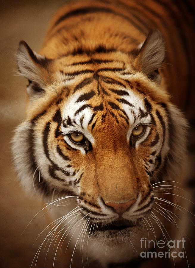 Wildlife Photograph - Tiger by HD Connelly