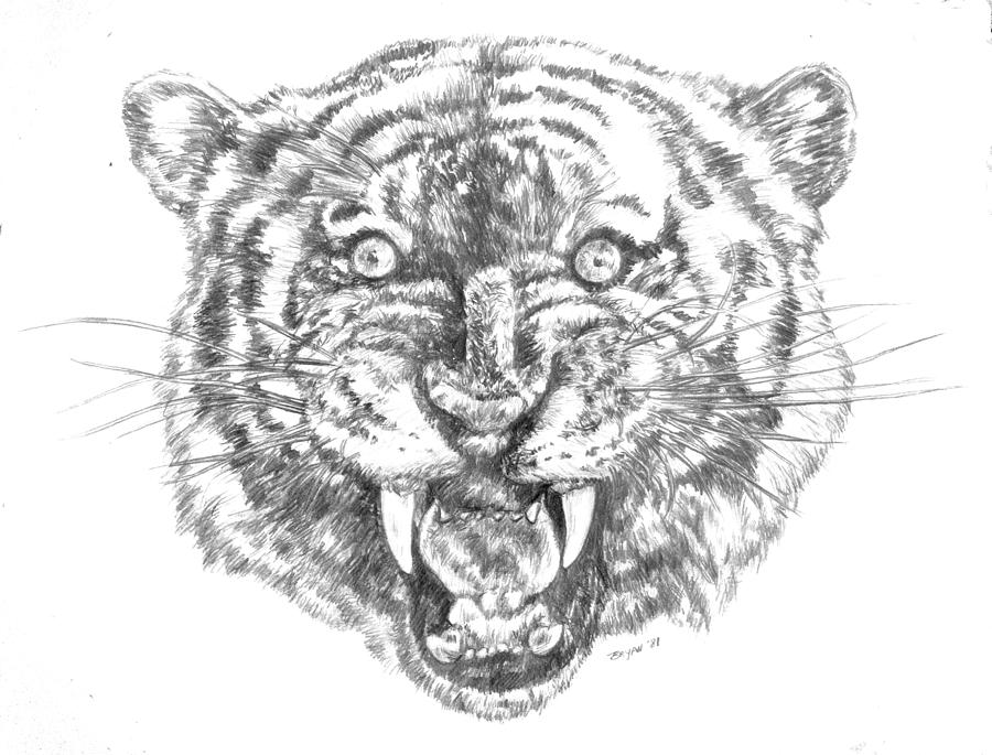 Tiger Head Drawing by Bryan Bustard