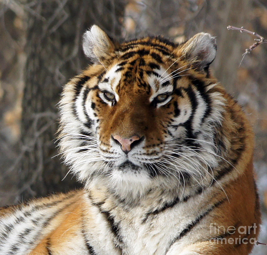 Tiger Head Photograph by Tina Hailey
