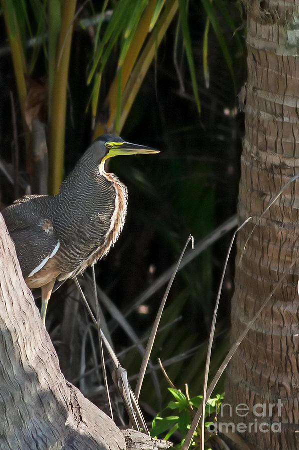 Tiger Heron Photograph by Natural Focal Point Photography