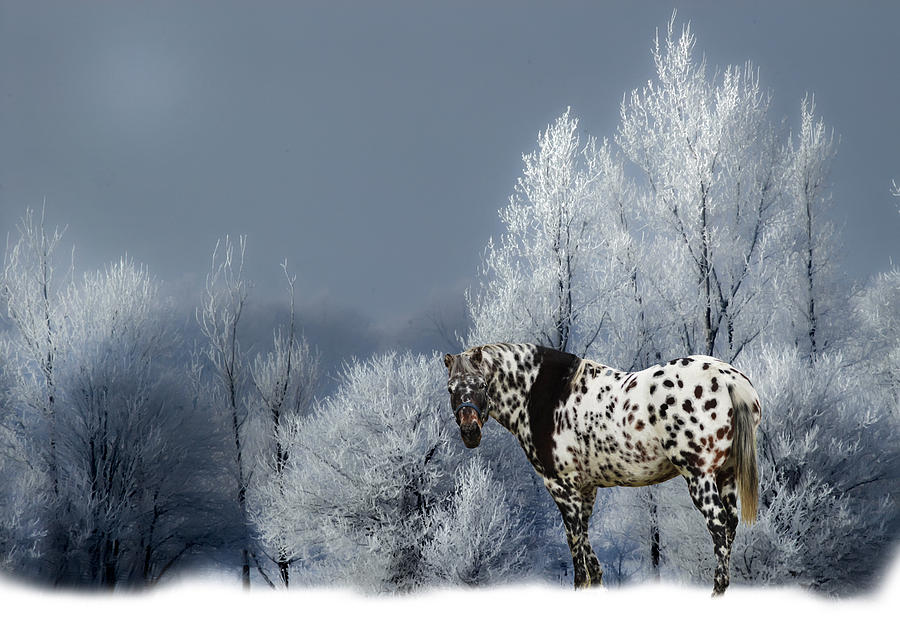Tiger Horse Blue Winter Photograph by Randall Branham