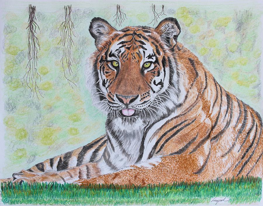 Tiger colored pencil drawing 🐅 | Beginner Artist Amino