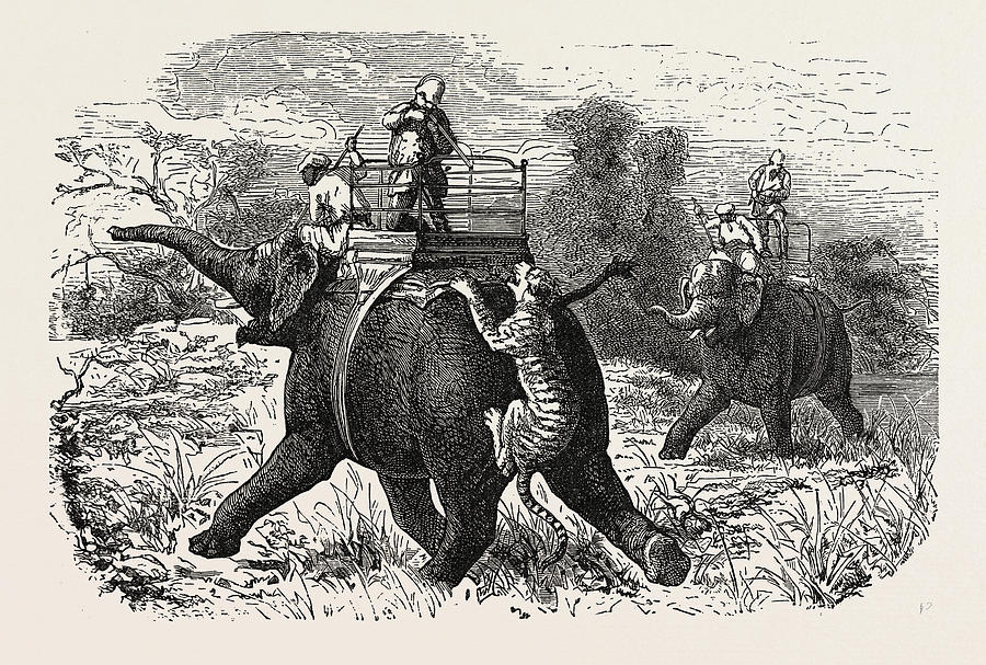 Tiger Hunting With Elephants In India Drawing By English School 